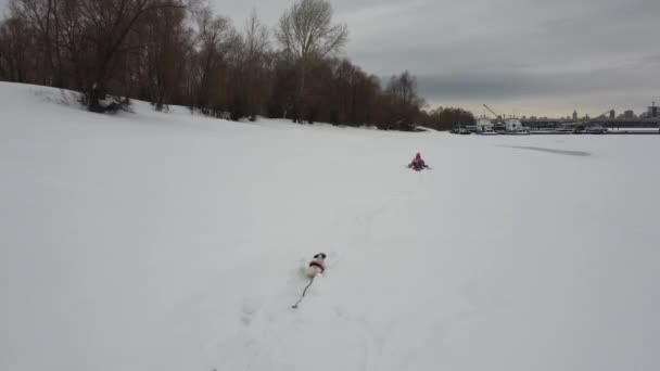 Jack Russell terrier perro corre a su dueño en la nieve. — Vídeos de Stock