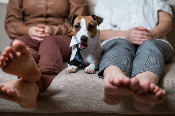 En söt hund Jack Russell Terrier bär slips och sitter med två kvinnor på soffan — Stockfoto