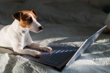 Akıllı köpek Jack Russell Terrier dizüstü bilgisayarın yanında yatıyor..