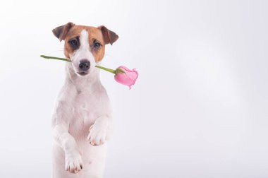 Jack Russell Terrier çiçekleri ağzında tutuyor ve kalp şeklinde bir kutunun yanında oturuyor. Bir köpek randevuda romantik bir hediye verir.