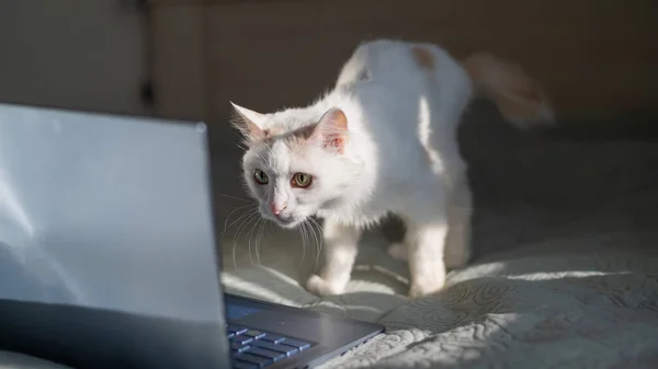 Gato blanco se sienta en una computadora portátil en la cama. —  Fotos de Stock
