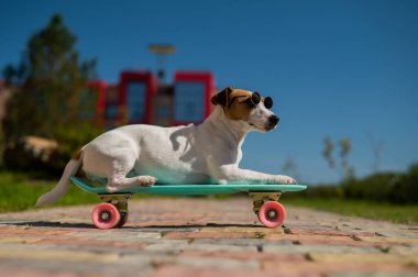Jack Russell, güneş gözlüklü teriyer köpeği. Açık hava tahtasıyla geziyor..