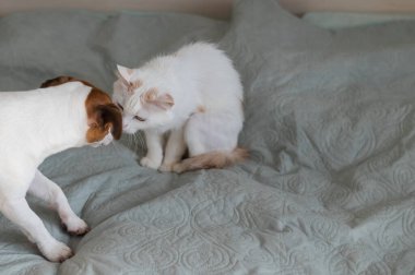 Jack Russell Terrier köpeği ve yatakta sinirli beyaz kedi..