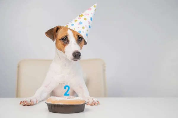 Jack Russell terrier en una gorra festiva por un pastel con una vela sobre un fondo blanco. El perro está celebrando su segundo cumpleaños —  Fotos de Stock