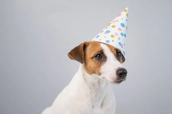 Cão em um chapéu de aniversário em um fundo branco. Jack Russell Terrier está comemorando um aniversário — Fotografia de Stock
