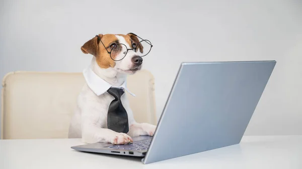 Dog jack russell terrier in glasses and a tie sits at a desk and works at a computer on a white background. Humorous depiction of a boss pet.