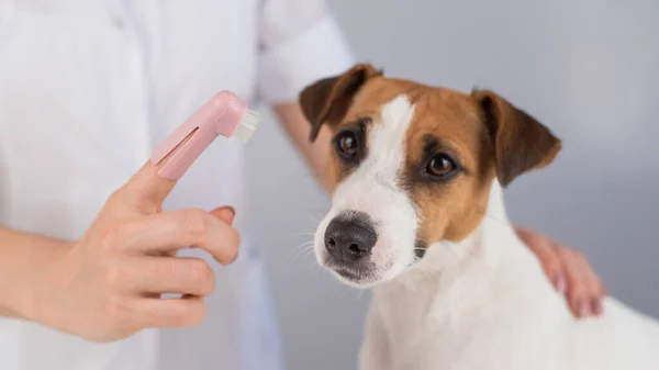 Női állatorvos mossa a fogát a kutya Jack Russell terrier egy speciális ecset teszi az ujjára. — Stock Fotó