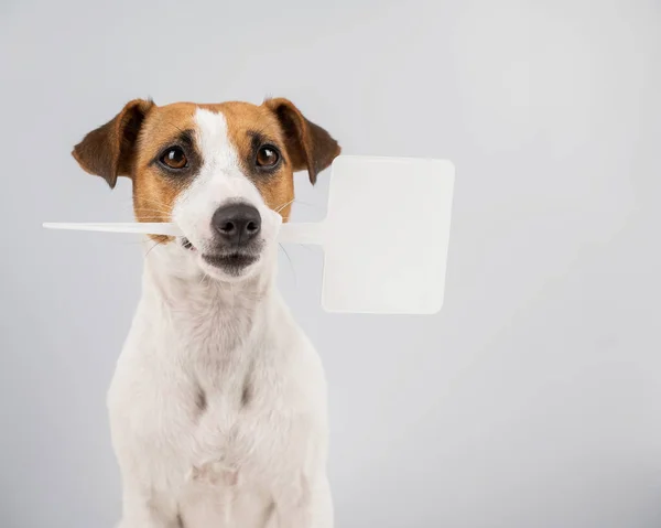 Jack Russell Terrier tem um sinal na boca sobre um fundo branco. O cão está segurando um anúncio simulado. — Fotografia de Stock