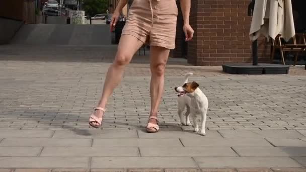 Jack Russell terrier perro juega con el propietario. — Vídeo de stock