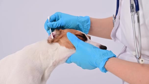 Veteriner, beyaz bir arka planda köpek Jack Russell Terrier 'a pamuklu çubukla kulak temizliyor.. — Stok video