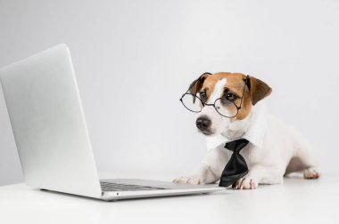 Gözlüklü ve kravatlı teriyer köpeği Jack Russell laptopta beyaz arka planda çalışır..
