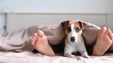 Köpek, sahibinin yanında yatar ve battaniyenin altından dışarı bakar. Çıplak ayaklı kadın ve Jack Russell Terrier yatak odasında..