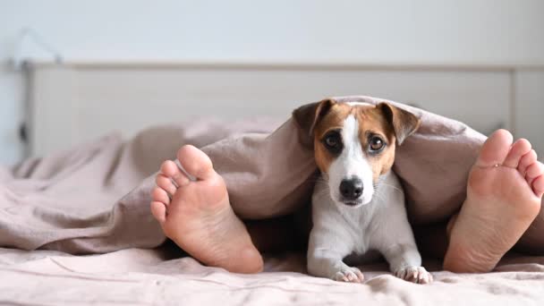 Der Hund liegt mit seinem Besitzer auf dem Bett und schaut unter der Decke hervor. Barfüßige Frau und Jack Russell Terrier im Schlafzimmer. — Stockvideo