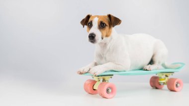 Beyaz arka planda beş para etmez bir köpek. Jack Russell Terrier stüdyoda kaykay sürüyor.