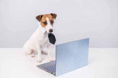 Beyaz arka planda bilgisayarda akıllı bir köpeğin portresi.