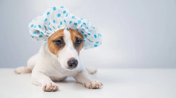 Забавна дружня собака Джек Россел тер'єр приймає ванну з піною в душовій кабіні на білому тлі. Копіювати простір — стокове фото