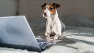 Akıllı köpek Jack Russell Terrier dizüstü bilgisayarın yanında yatıyor..