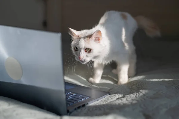 White cat sits at a laptop on the bed.