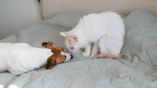 잭 러즈 셀 테리어 개와 침대에 있는 백인 고양이의 짜증. — 스톡 사진