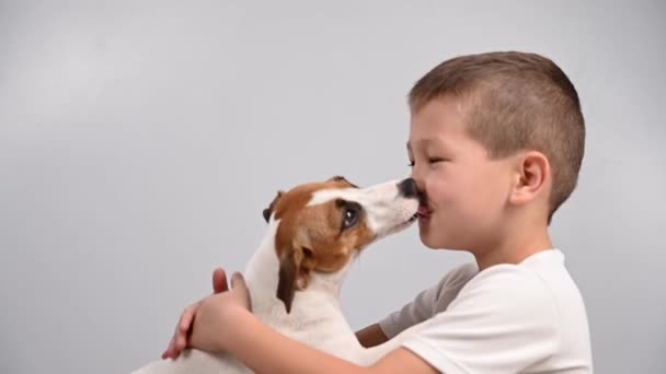 Jack Russell terrier pies liże chłopców twarz. — Wideo stockowe