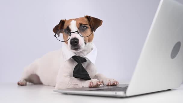 Jack russell terrier dog in glasses and tie works on laptop on white background. — Stock Video