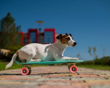Jack Russell, güneş gözlüklü teriyer köpeği. Açık hava tahtasıyla geziyor..