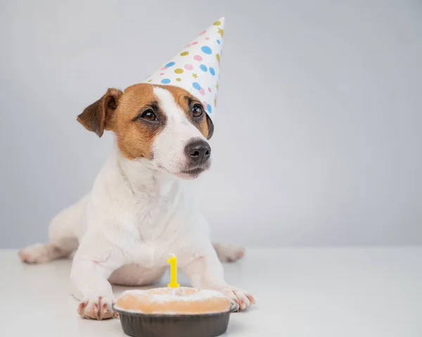 Un lindo perro con una gorra festiva se sienta frente a un pastel con una vela ardiente número uno. Jack Russell Terrier celebra su cumpleaños — Foto de Stock