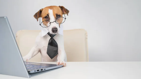Собака джек-російський тер'єр в окулярах і краватка сидить за столом і працює за комп'ютером на білому тлі. Гумористичне зображення головного улюбленця . — стокове фото