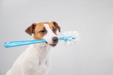 Jack Russell Terrier köpeği ağzında mavi bir tuvalet fırçası tutuyor. Tesisat temizleyici.