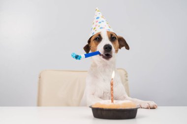 Komik köpek Jack Russell Terrier doğum günü şapkası takmış elinde beyaz bir arka planda düdük tutuyordu. Yavru köpek, Candle Pie 'ın önündeki masaya oturur.