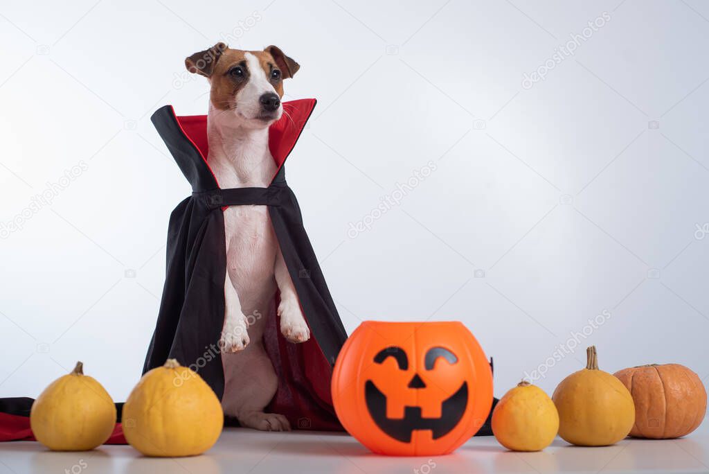 Dog in a vampire cloak and jack-o-lantern on a white background. Halloween Jack Russell Terrier in Count Dracula costume