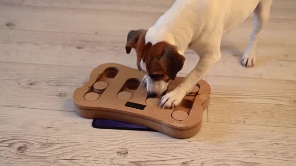 Jack Russell terrier est à la recherche de nourriture dans un jouet éducatif sous la forme de factures. — Video