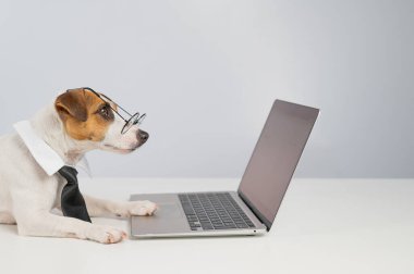 Gözlüklü ve kravatlı teriyer köpeği Jack Russell laptopta beyaz arka planda çalışır..