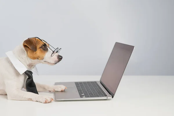 Jack russell terrier chien dans des lunettes et cravate fonctionne sur ordinateur portable sur fond blanc. — Photo