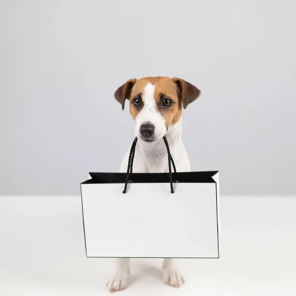 Jack Russell terrier perro sosteniendo una bolsa de papel sobre un fondo blanco. Compras. — Foto de Stock
