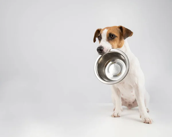 Hungry Jack Russell Terrier segurando uma tigela vazia em um fundo branco. O cão pede comida. — Fotografia de Stock