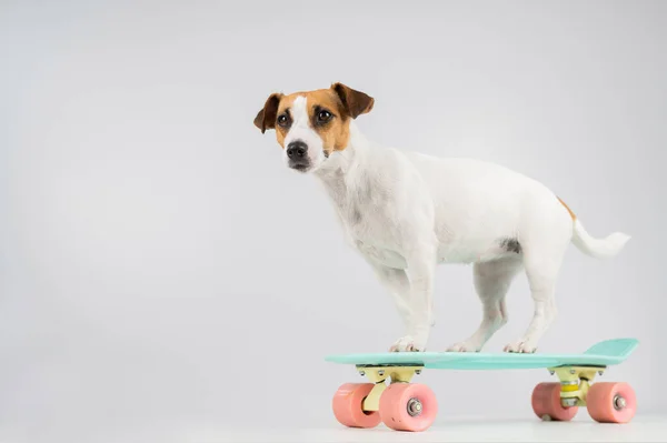 Cão em um quadro de centavo em um fundo branco. Jack Russell Terrier monta um skate no estúdio. — Fotografia de Stock