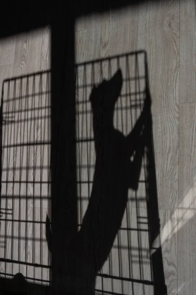 Sombra de um cão triste jack russell terrier em uma jaula. — Fotografia de Stock