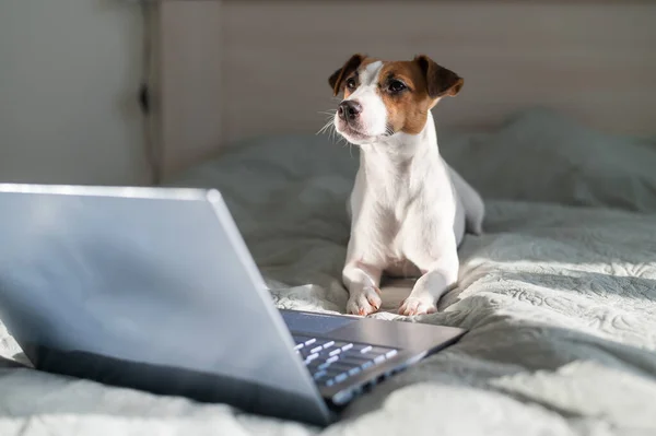 Chien intelligent jack russell terrier se trouve sur le lit près de l'ordinateur portable. — Photo