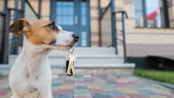 Собака Джек Рассел Терьер сидит у двери, держа ключи от дома. — стоковое фото