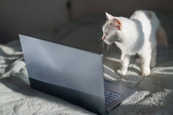 Gato blanco se sienta en una computadora portátil en la cama. —  Fotos de Stock