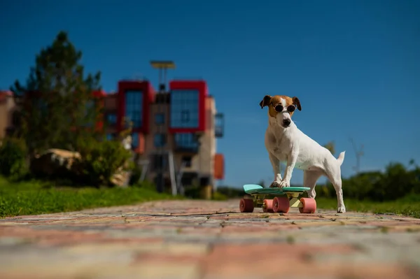 Jack russell terrier cane in occhiali da sole cavalca un penny board all'aperto. — Foto Stock