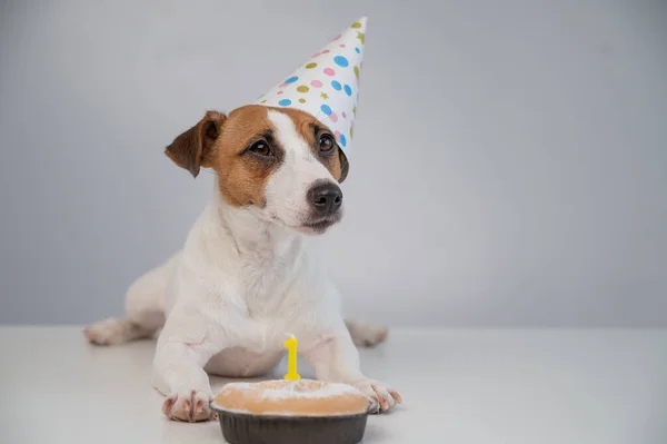 Un lindo perro con una gorra festiva se sienta frente a un pastel con una vela ardiente número uno. Jack Russell Terrier celebra su cumpleaños —  Fotos de Stock