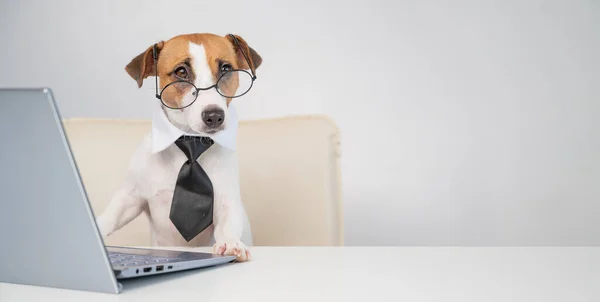 Chien Jack Russell terrier dans des lunettes et une cravate se trouve à un bureau et travaille à un ordinateur sur un fond blanc. Représentation humoristique d'un animal de compagnie patron. — Photo