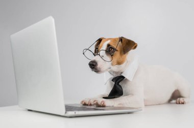 Gözlüklü ve kravatlı teriyer köpeği Jack Russell laptopta beyaz arka planda çalışır..