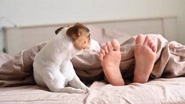 Köpek Jack Russell Terrier, metresiyle yatağa uzanıp ayaklarını yalıyor.