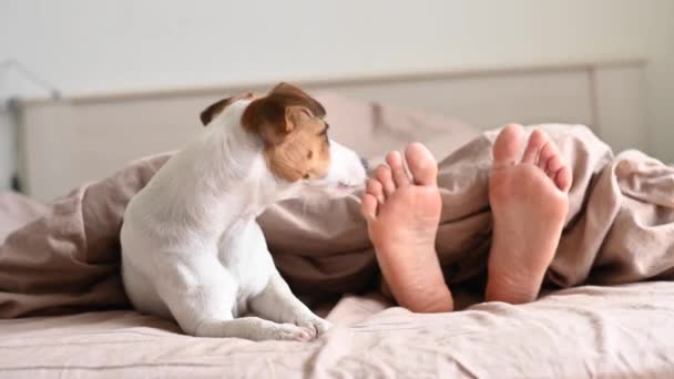 Το σκυλί Jack Russell Terrier βρίσκεται με την ερωμένη στο κρεβάτι και γλείφει τα πόδια της — Αρχείο Βίντεο