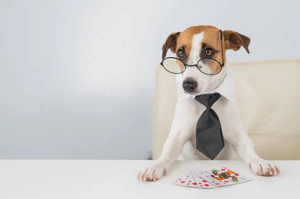 Джек розпродає собаку-тер'єра з окулярами, а краватка грає в покер. Пристрасть до азартних ігор. — стокове фото