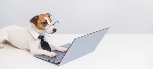 Portrait d'un chien intelligent à l'ordinateur sur fond blanc. — Photo
