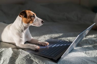 Akıllı köpek Jack Russell Terrier dizüstü bilgisayarın yanında yatıyor..